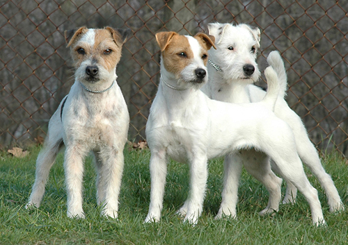 Jack Russell - Types of Hair