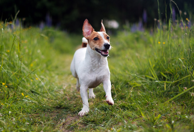 Jack Russell  - Other Characteristics