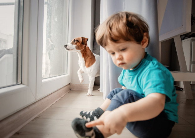 Jack Russell Terrie - children