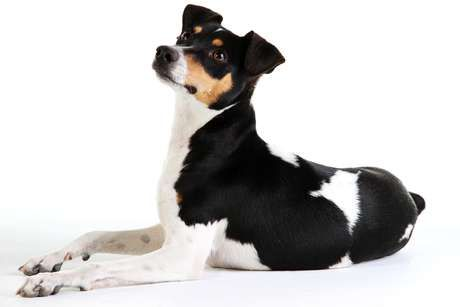 jack-russell-fox-paulistinha