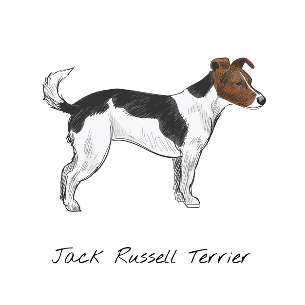 Jack Russell Terrier