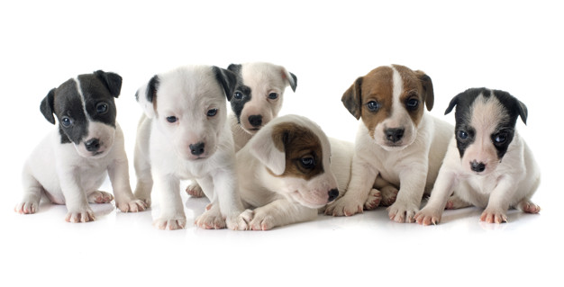 Jack Russell Puppies