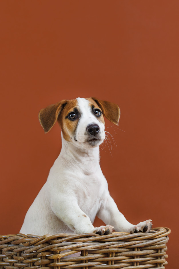 Jack Russell Terrier - Price