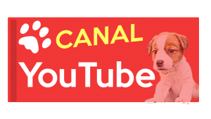 Jack-Russel-Bob-Youtube