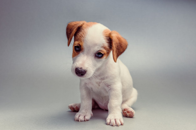 How Long Do Jack Russells Live Secrets You Need To Know To Improve Your Jack Russell S Health Jack Russel Bob