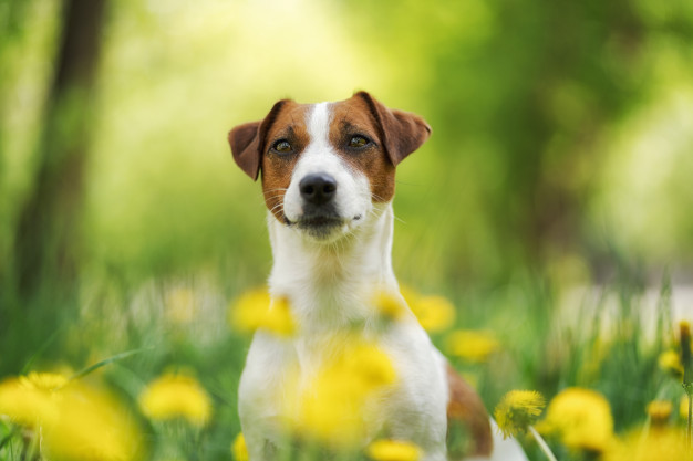 How long do jack russells usually live